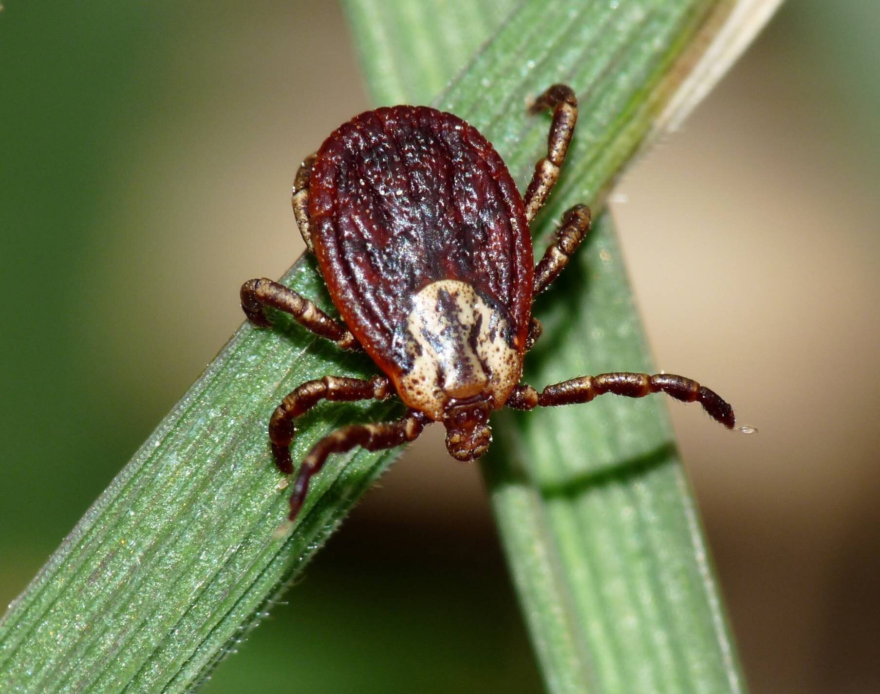 Осторожно клещи!